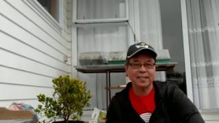 How to propagate Eugenia or Australian brush cherry by stem cuttings [upl. by Gerfen]