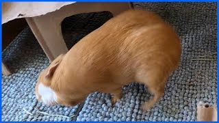 Hilarious guinea pig popcorning zoomies and rumblestrutting [upl. by Suillenroc]