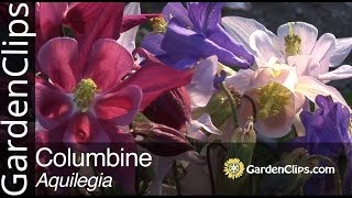 Columbine  Aquilegia species  How to grow Columbine flowers [upl. by Kiyohara14]